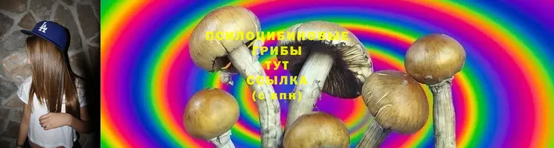 купить наркоту  Горняк  Галлюциногенные грибы Psilocybine cubensis 